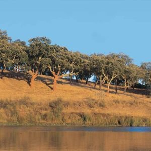 Honlapomhoz_Paratölgy liget